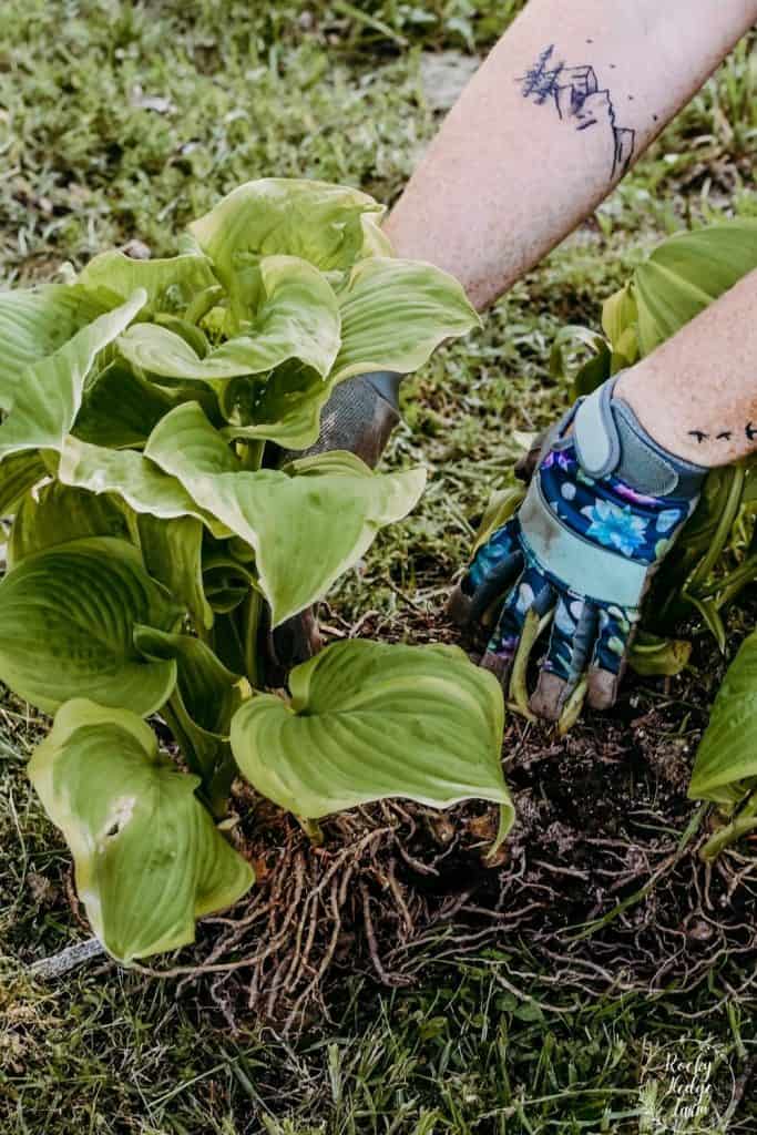 How to Split Hostas