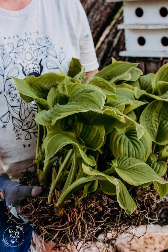 How to Split Hostas