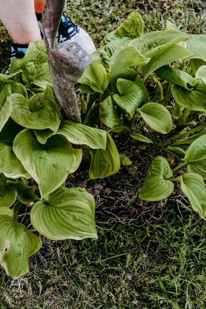 Dividing hosta plants in the fall