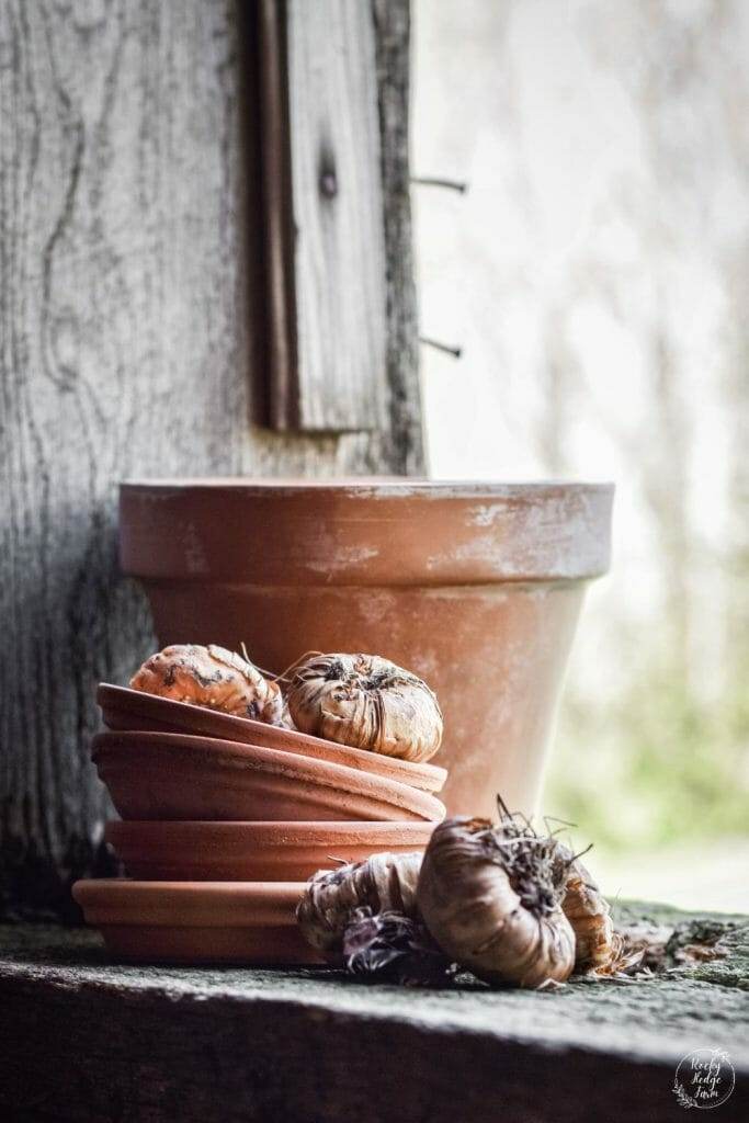 A close-up shot of a gladiolus bulb with papery, brown outer layers and a small growing point visible at the top.