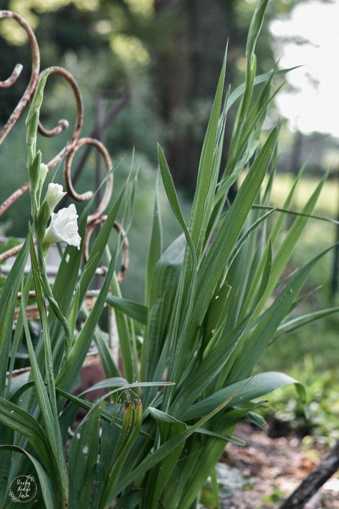 A white gladiolus flower with its petals slightly unfurled, revealing its intricate structure and unique beauty.