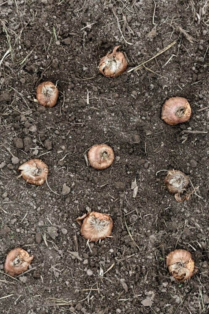 Gladiolus bulbs resting on a bed of nutrient-rich soil, waiting to be planted and begin its growth journey.