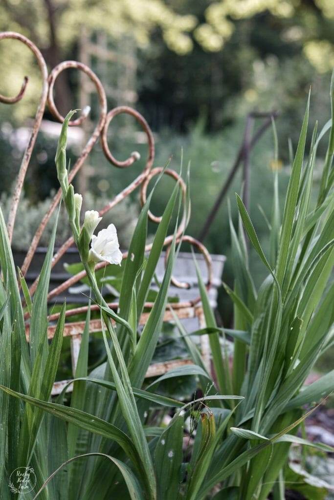 A white gladiolus flower with a soft, subtle fragrance that attracts pollinators such as bees and butterflies to the garden.