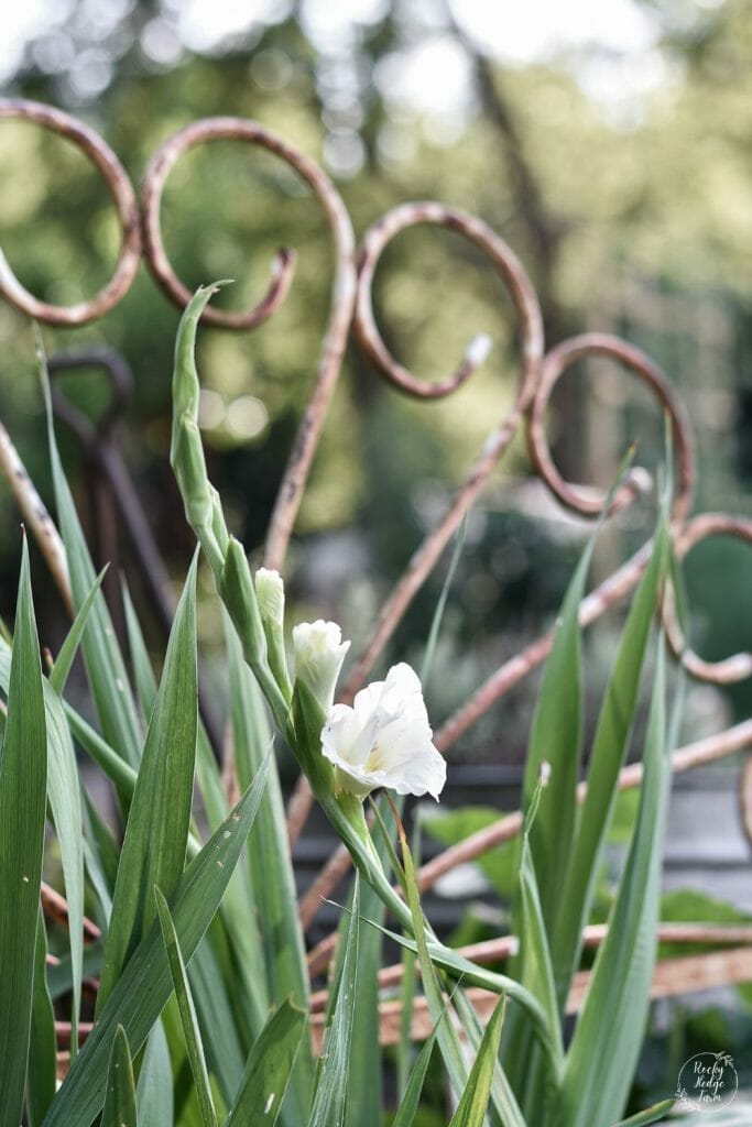 A white gladiolus flower in full bloom, standing tall amidst a backdrop of green foliage in the garden.