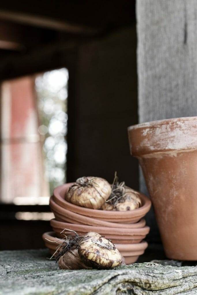 A group of gladiolus bulbs