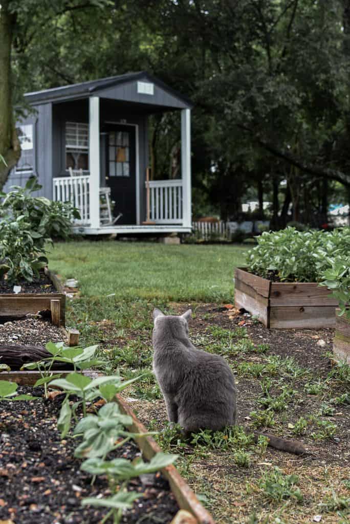 cedar picket fence garden beds