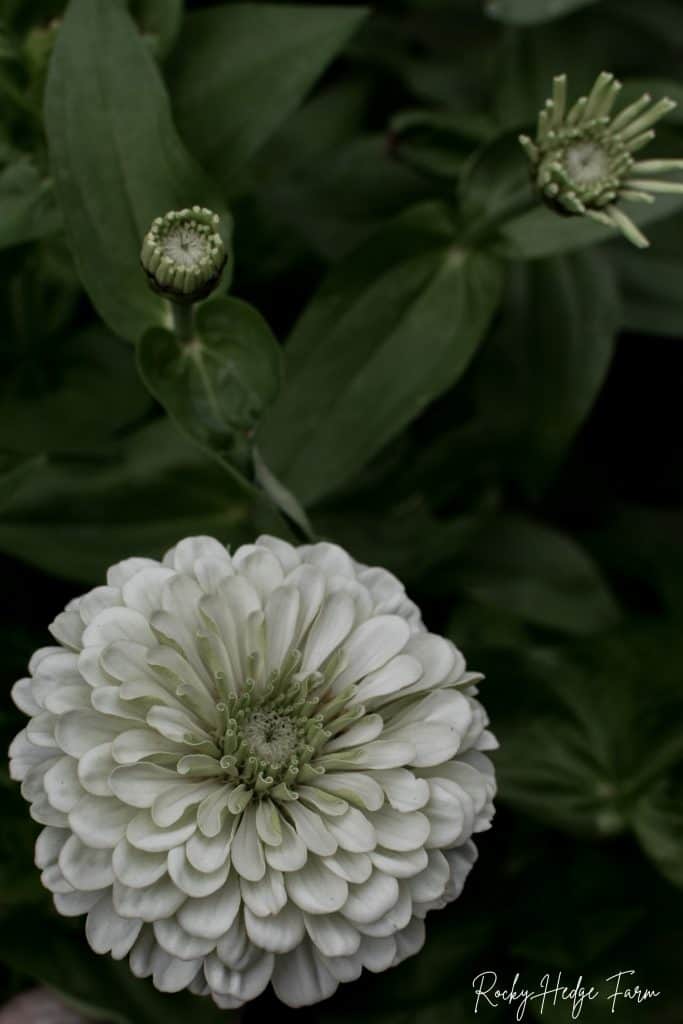 Growing Zinnias