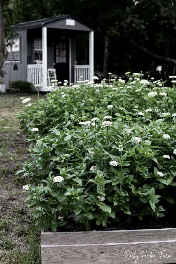 How to Care for Zinnias