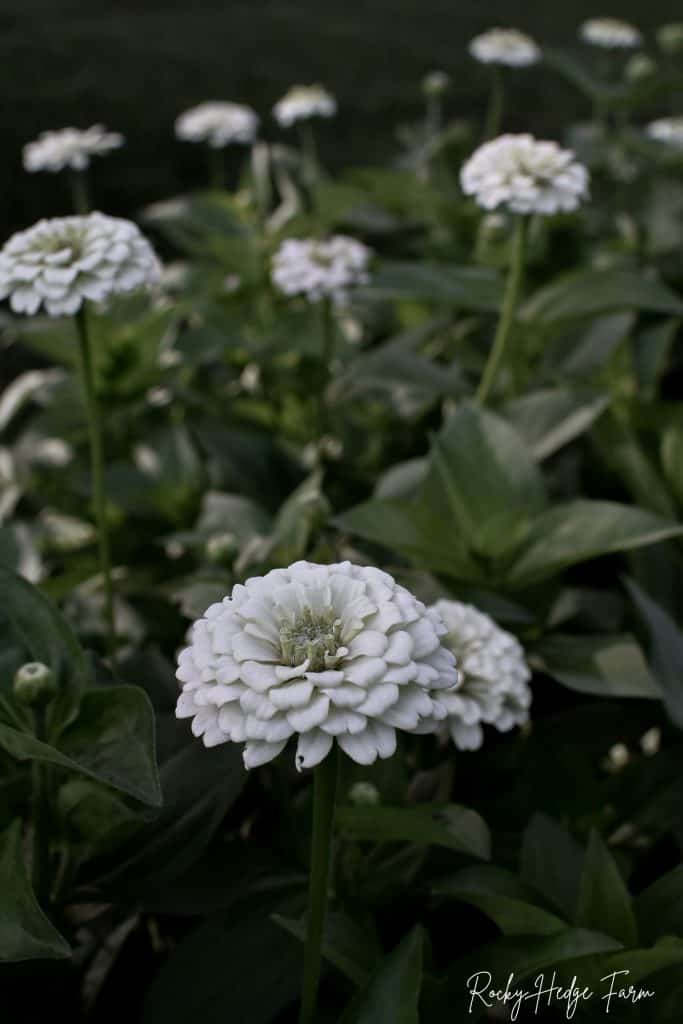 Grow Zinnia Flowers: Oklahoma White Zinnia