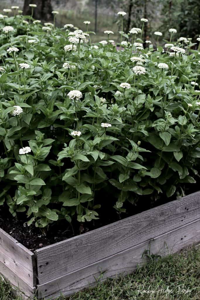 Zinnia Elegans