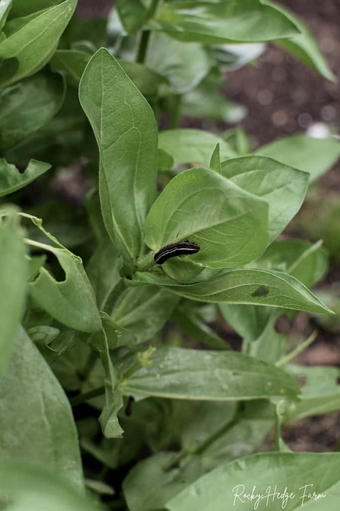 Zinnias Pests Diseases