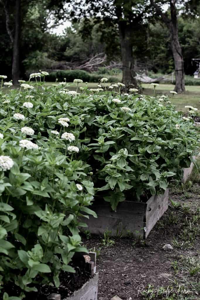 How to Grow Zinnia Flowers