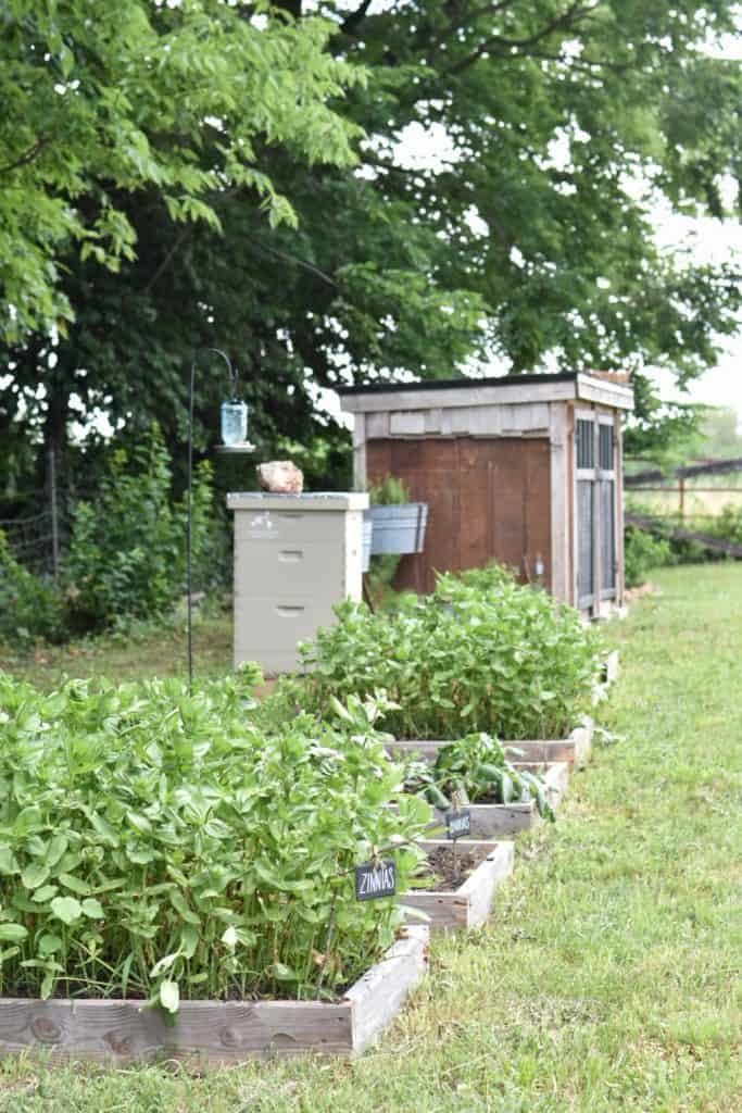 homestead beginner garden