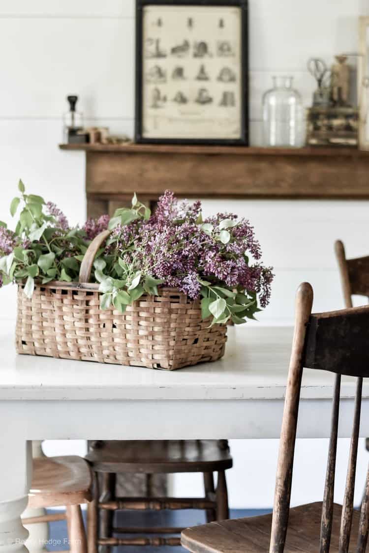 Fresh Cut Lilac Branches