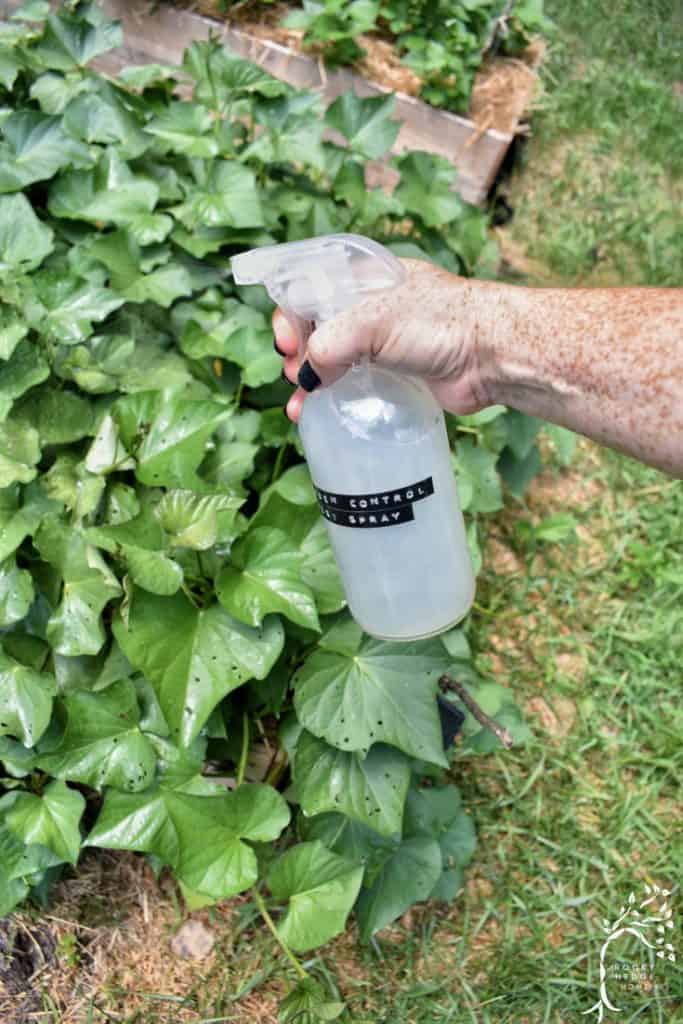 Person spraying a homemade peppermint bug spray on a sweet potato plant in a vegetable garden.