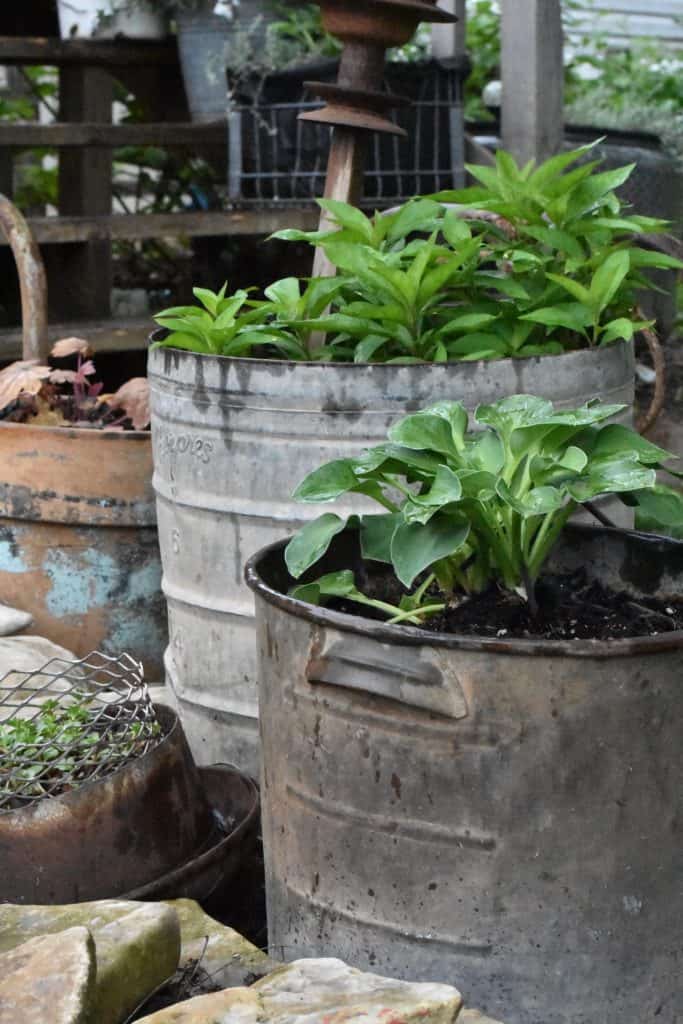 Growing Hostas in Pots