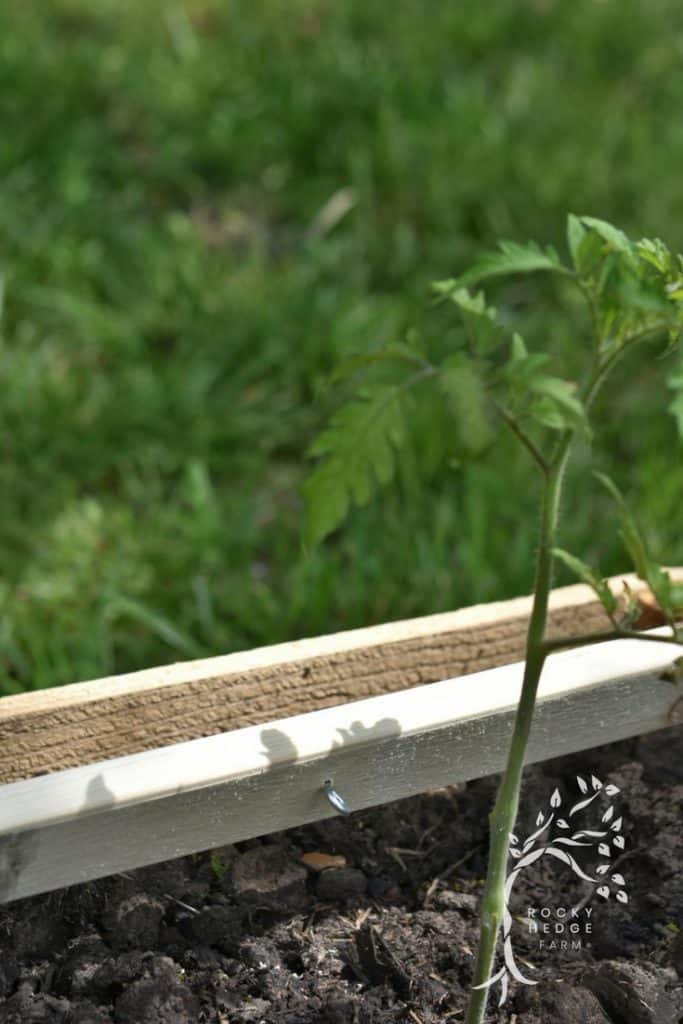 Diy String Trellis For Tomatoes Boost Growth And Save Space Rocky