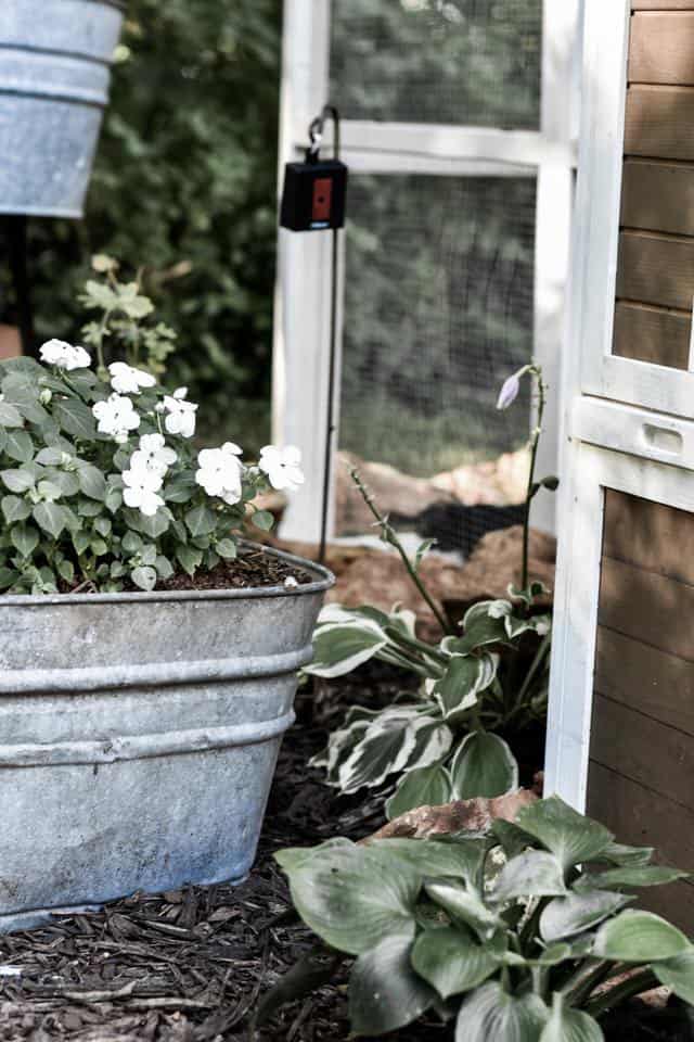 Chicken Coop Landscaping Ideas