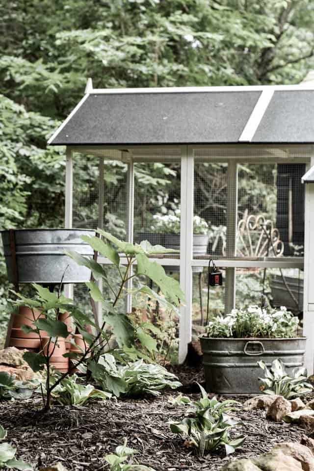 Landscape Gardening around a Backyard Chicken Coop