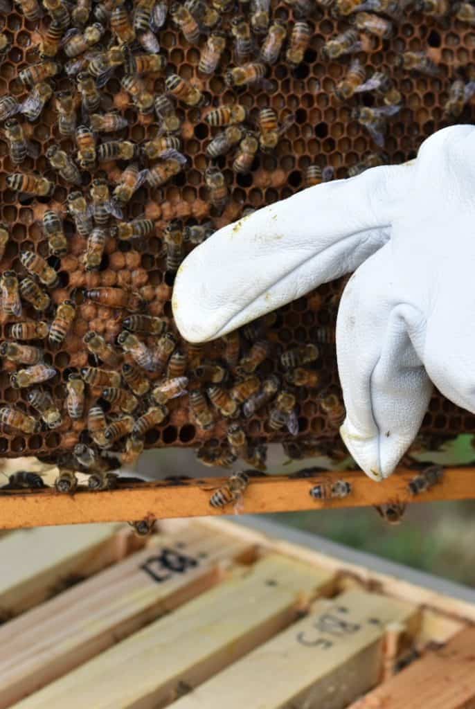 Backyard Beekeeper Beginner Questions to ask. 