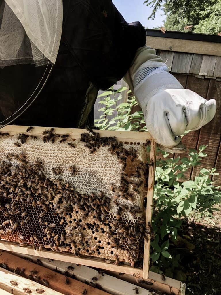 How to Get Started in Beekeeping - The Basics for the Backyard Beginner