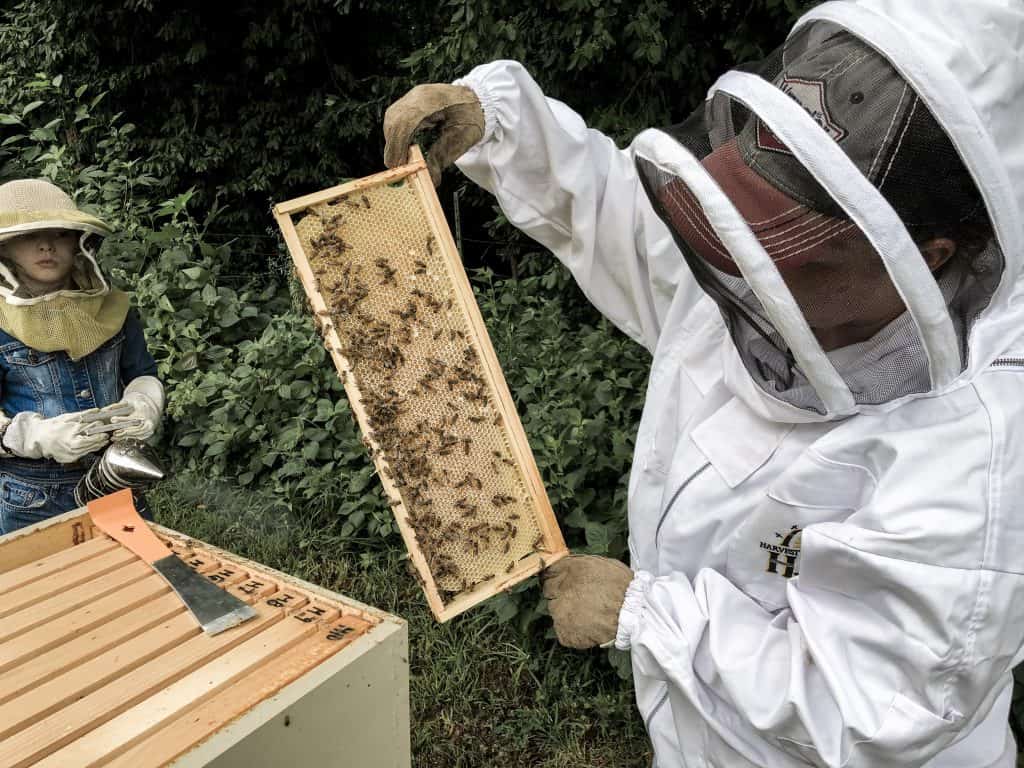 Best Beekeeping Questions for the Backyard Beginner