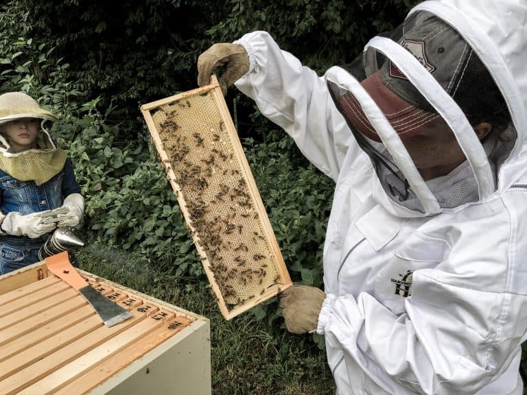 Backyard Beekeeping for Beginners