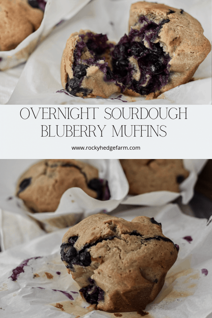 Overnight Sourdough Blueberry Muffin Recipe data-pin-description=