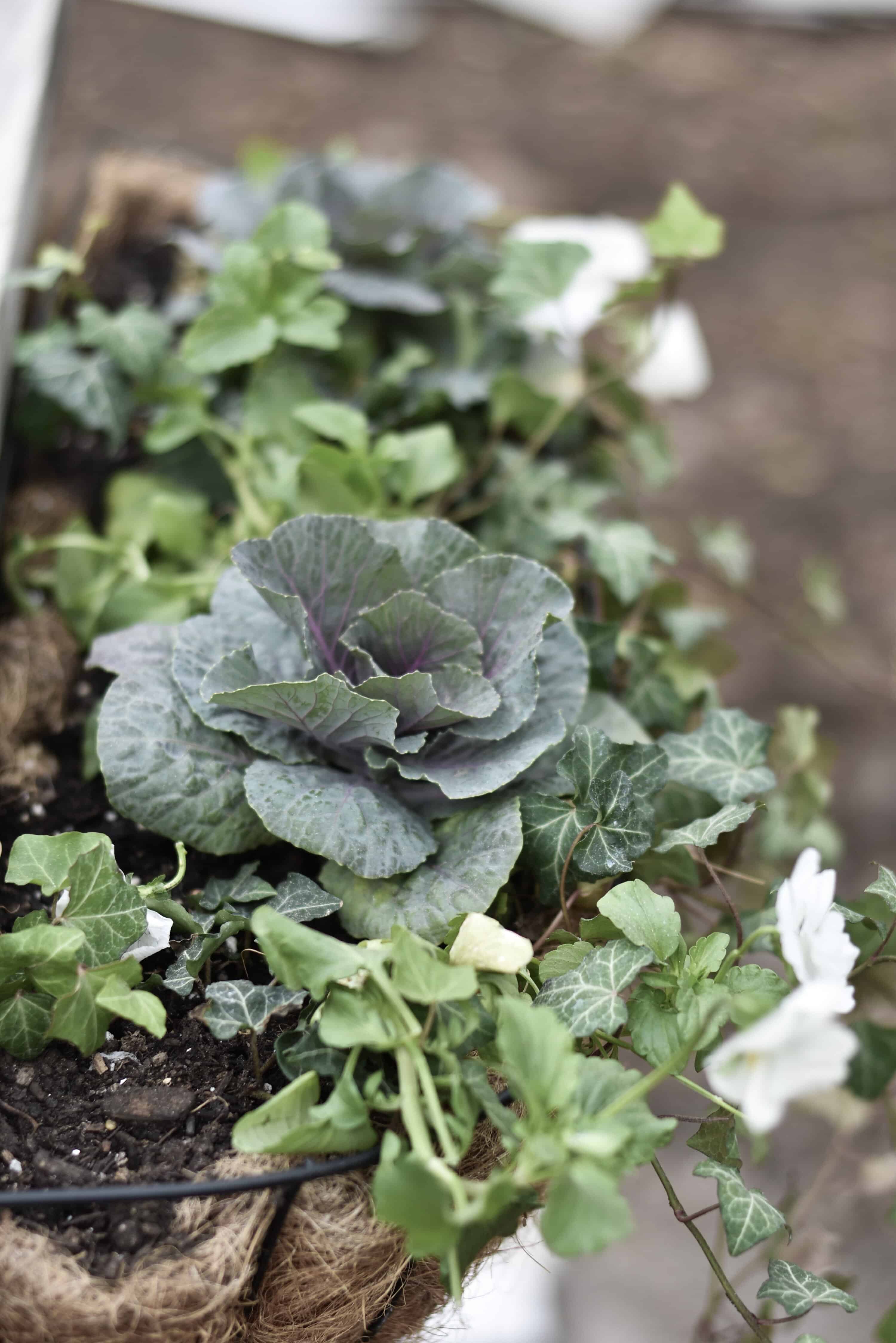 ideas for fall window box decorating	