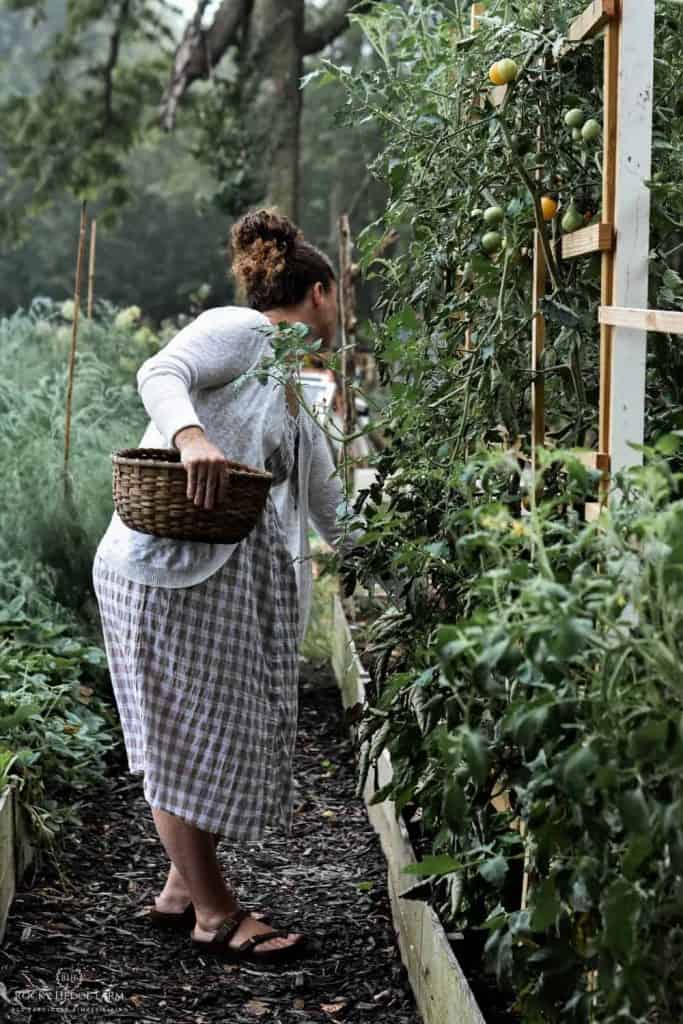 Vegetable Garden