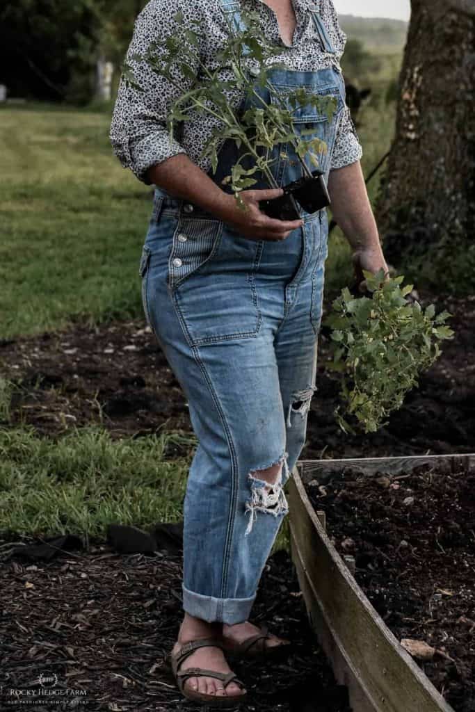 a lady gardener with tomato plants