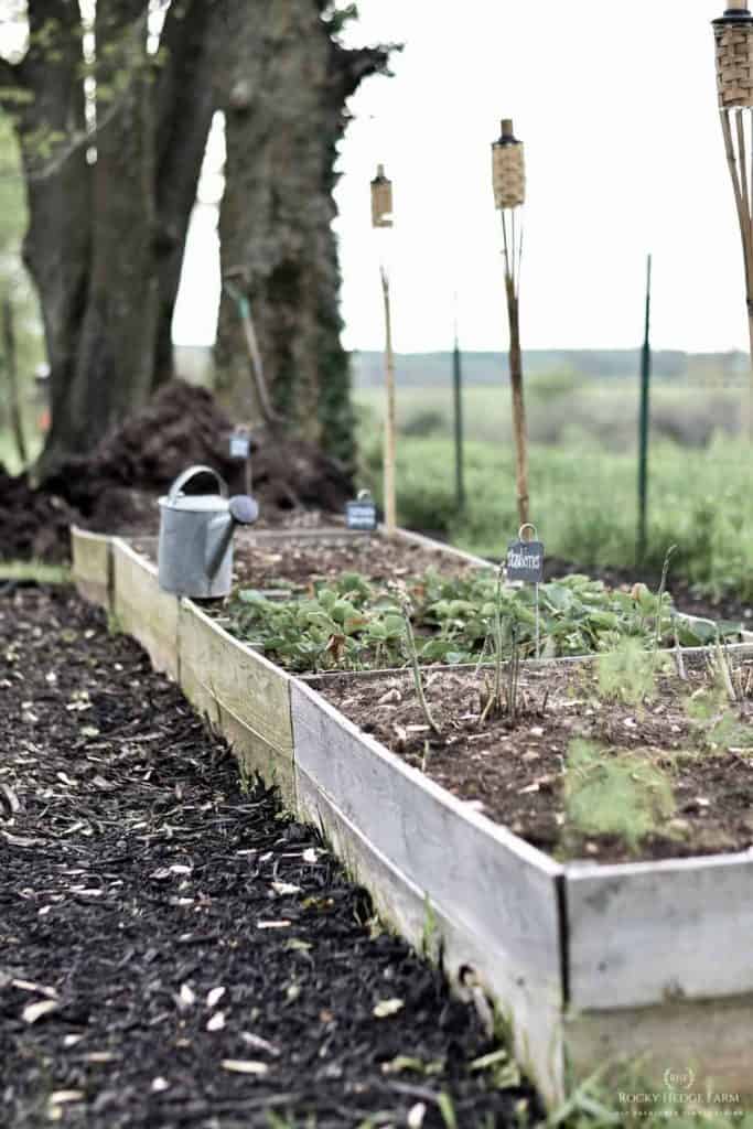 Vegetable Gardening for Beginners Guide