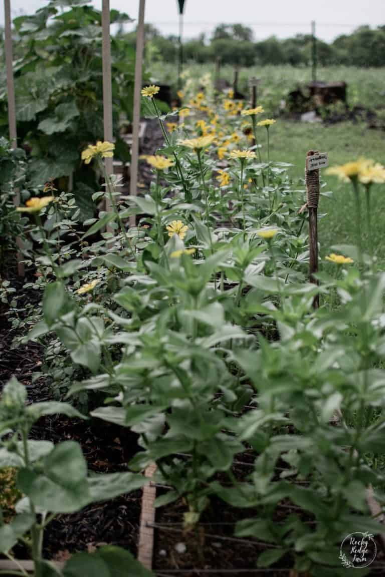 Beautiful Garden at Home