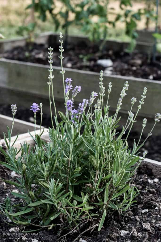 Growing Perennial Lavender