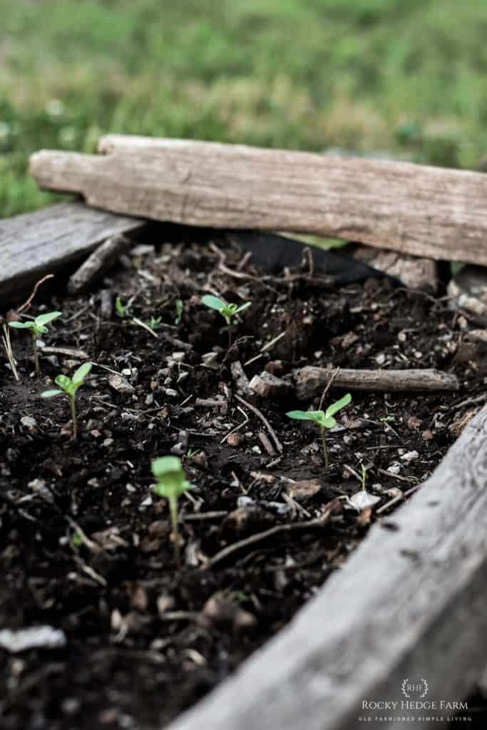 how long do sunflowers take to grow