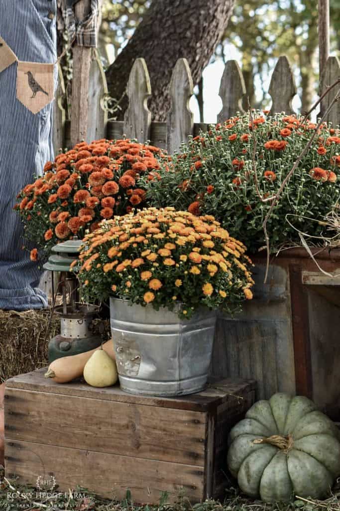 Straw bales with mums  Fall outdoor decor, Fall yard decor, Fall