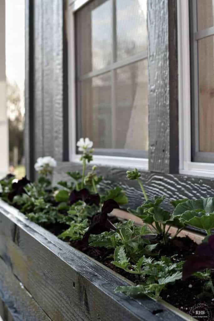 flowers for window box