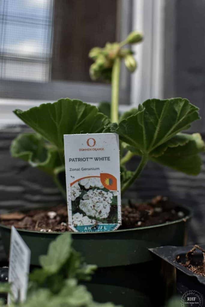 white geranium window box