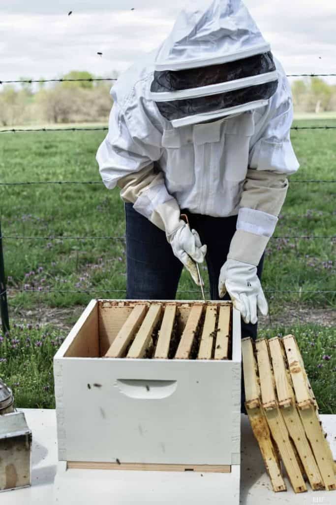 Langstroth Hive