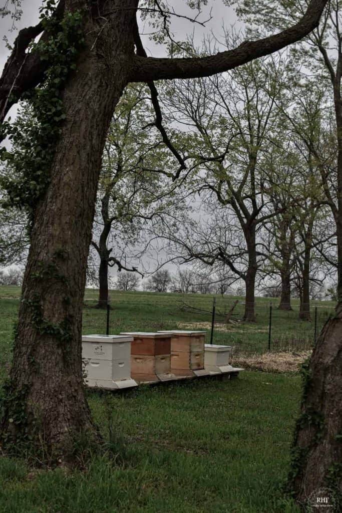 Langstroth Apiary