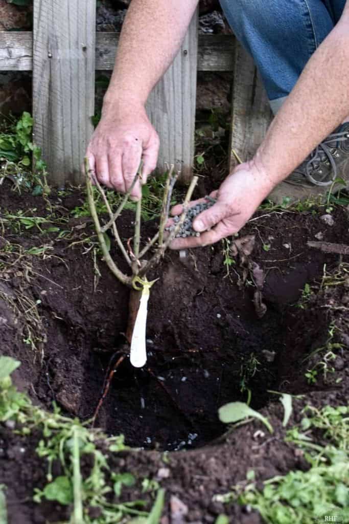 Planting Bare Root Roses