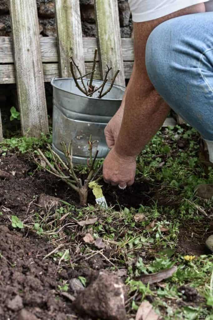 Planting a Climbing Rose Bush