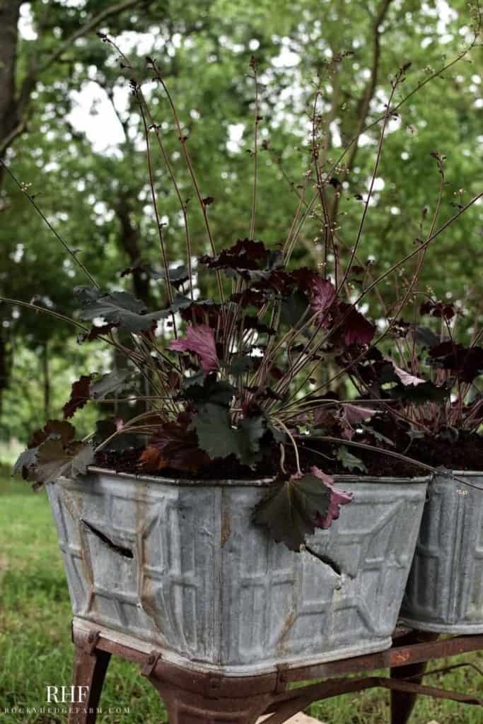 how to plant in galvanized washtub planter