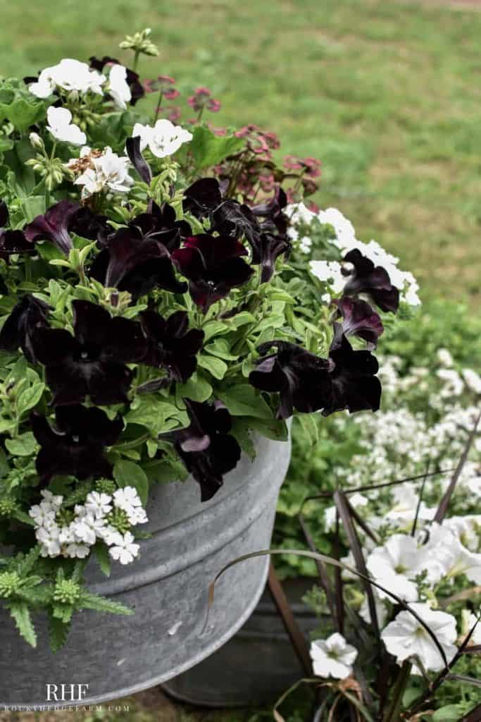 galvanized washtub planter ideas