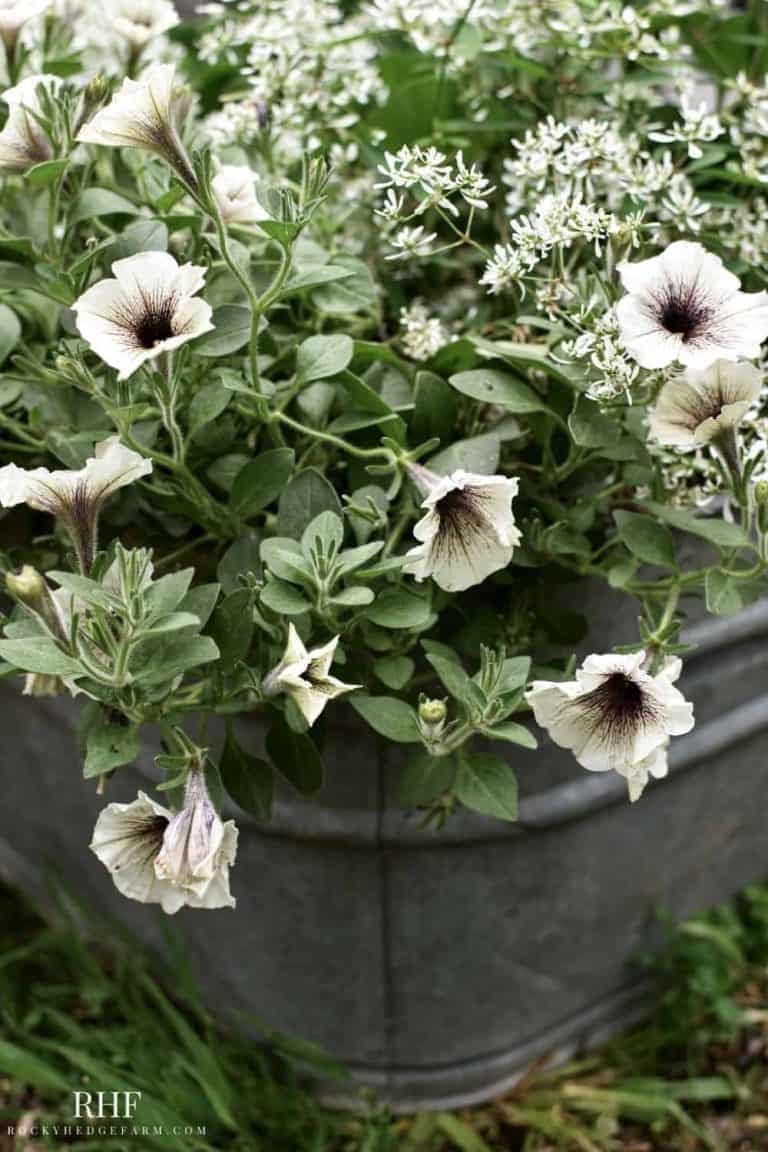 washtub planter ideas