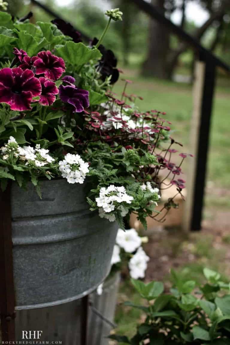 Galvanized Planter Ideas - Rocky Hedge Farm