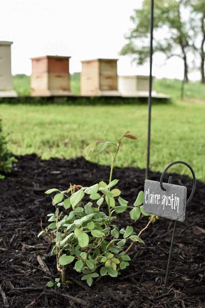 how to plant bare root roses