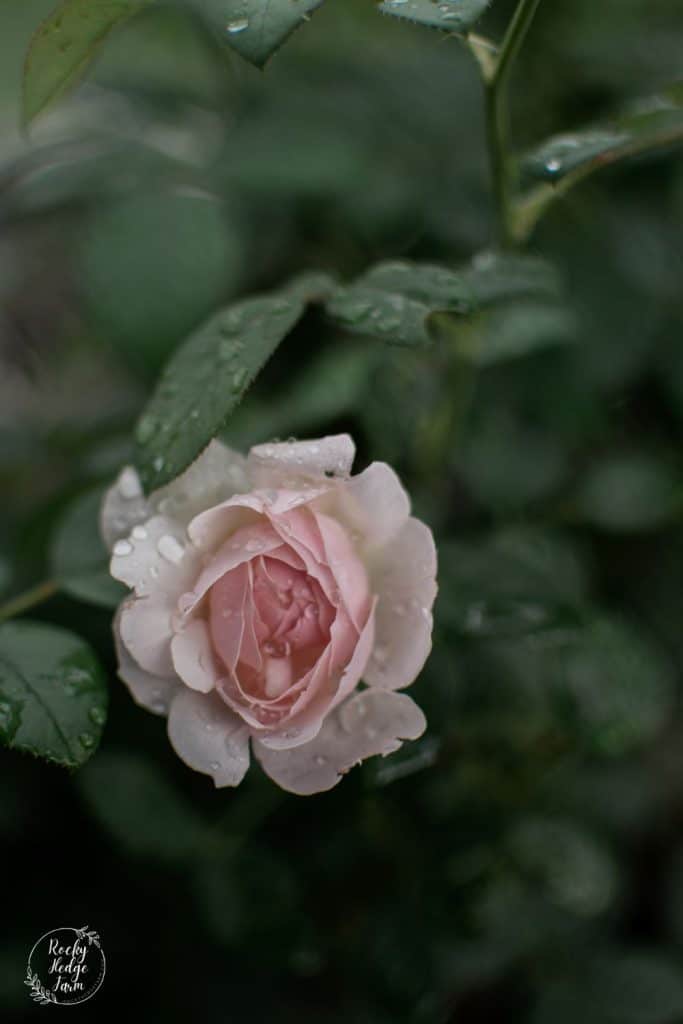 Desdemona Rose