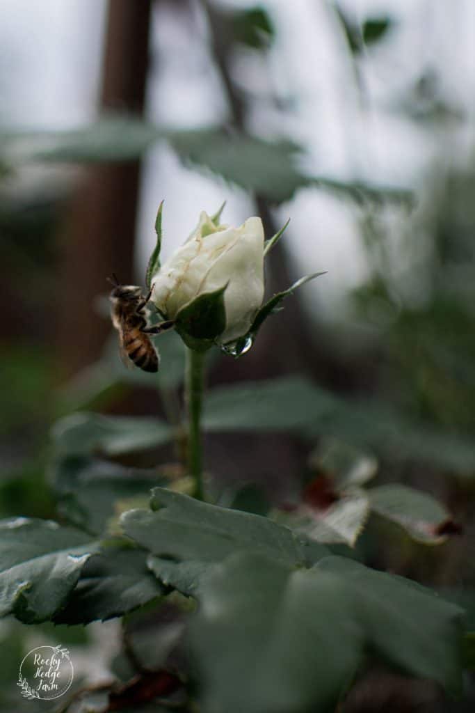 Honey Bee on Honeymoon Rose