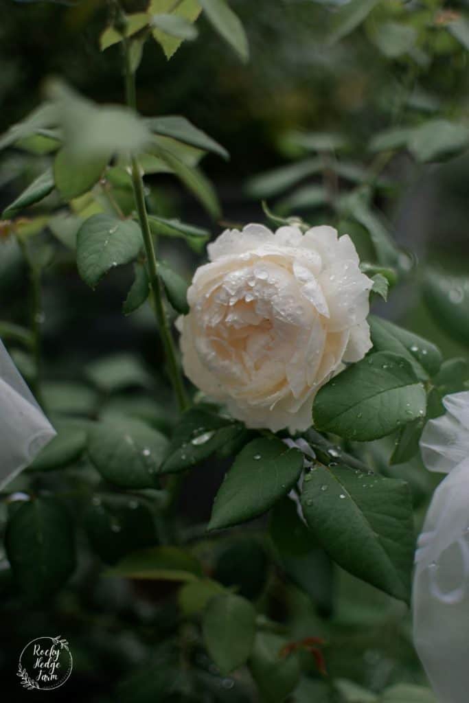 Windermere Rose